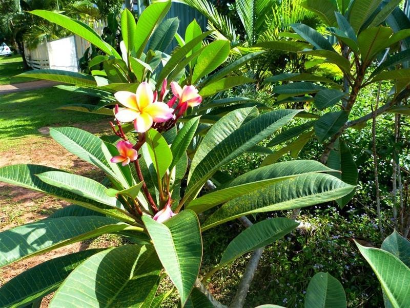 7 Jessie Lane, South Mission Beach QLD 4852