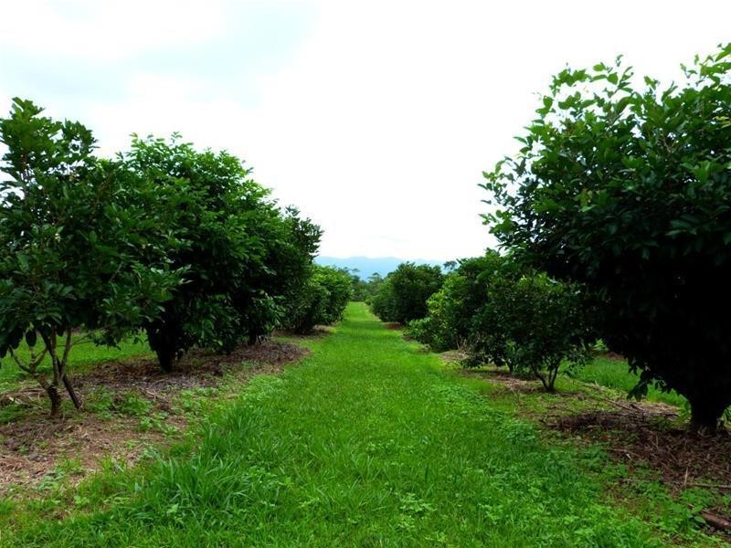 463 East Feluga Road, East Feluga QLD 4854