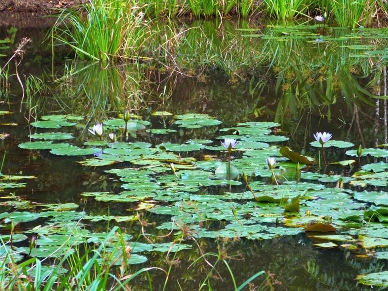 463 East Feluga Road, East Feluga QLD 4854