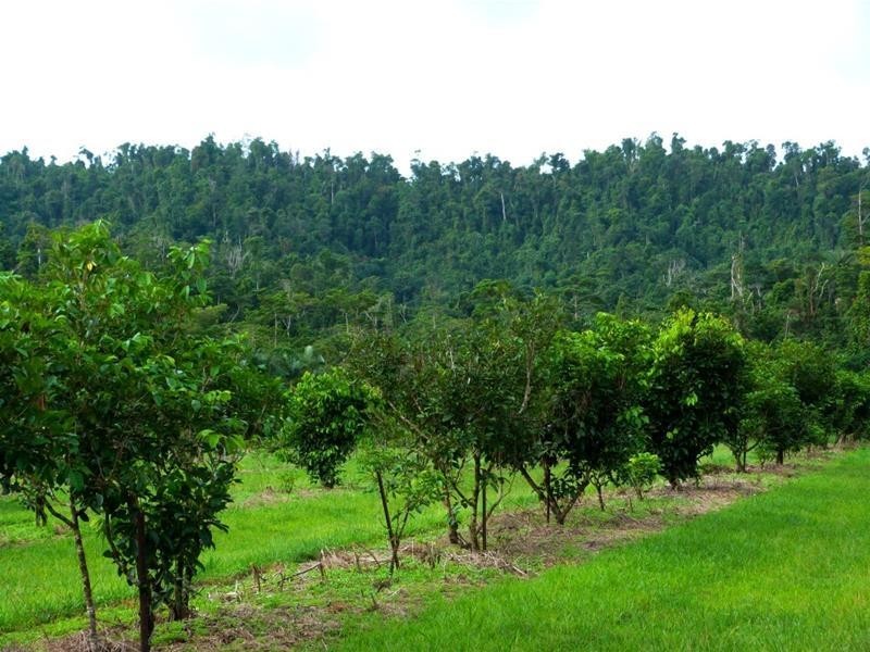 463 East Feluga Road, East Feluga QLD 4854