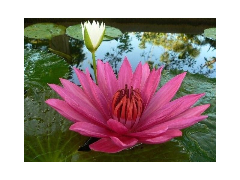 1 Anne Street, Silkwood QLD 4856