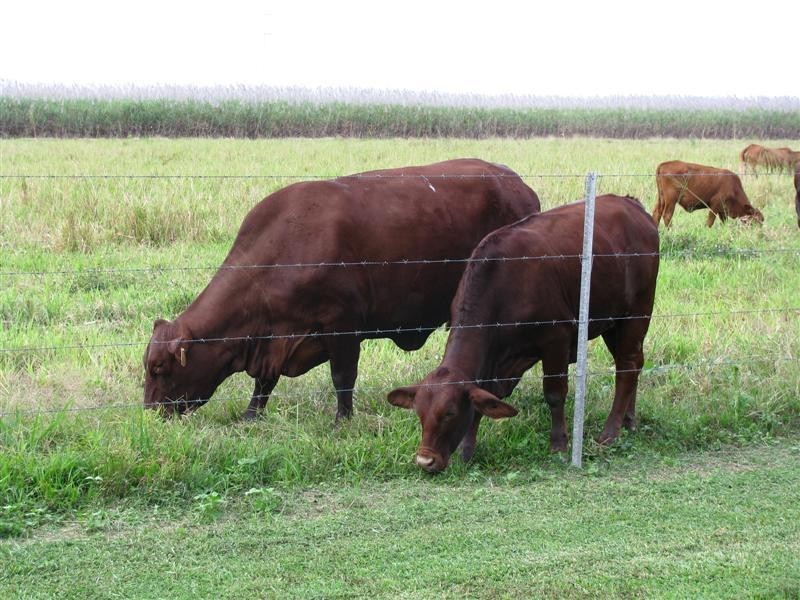 203 Jones Road, El Arish QLD 4855