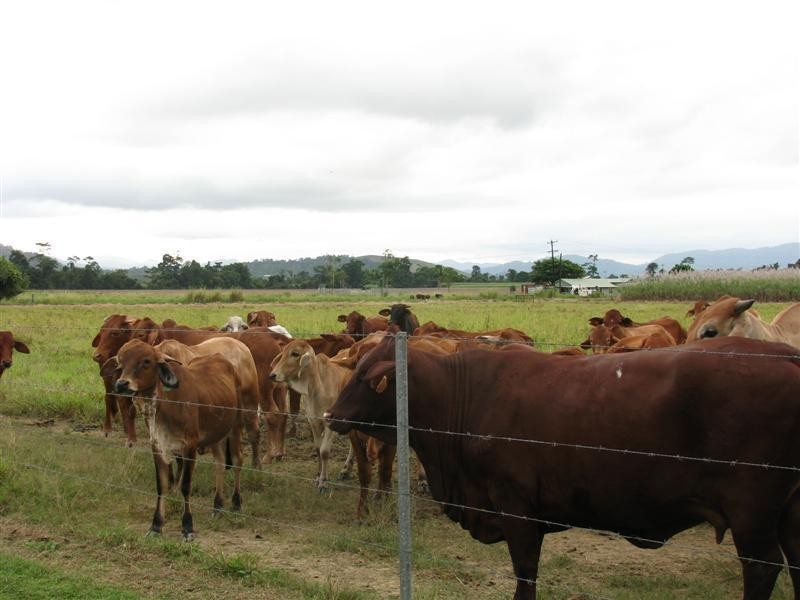 203 Jones Road, El Arish QLD 4855