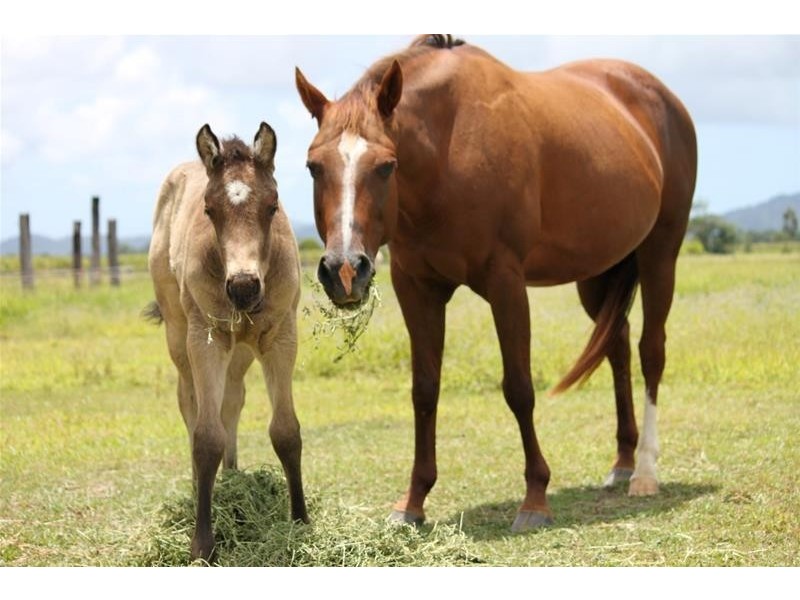 154 Old Tully Road, Tully QLD 4854