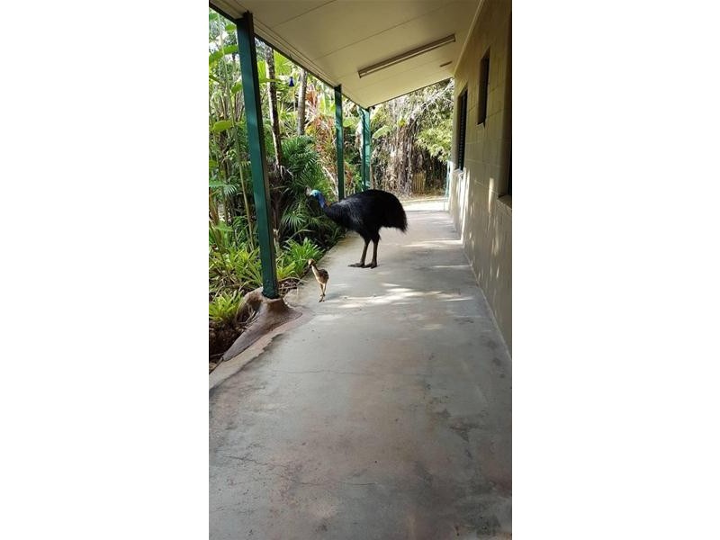 7 Hutchison Close, Mission Beach QLD 4852