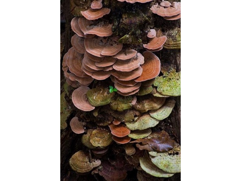 Lot 5, Lot 5 Hayter Road, Maria Creeks QLD 4855