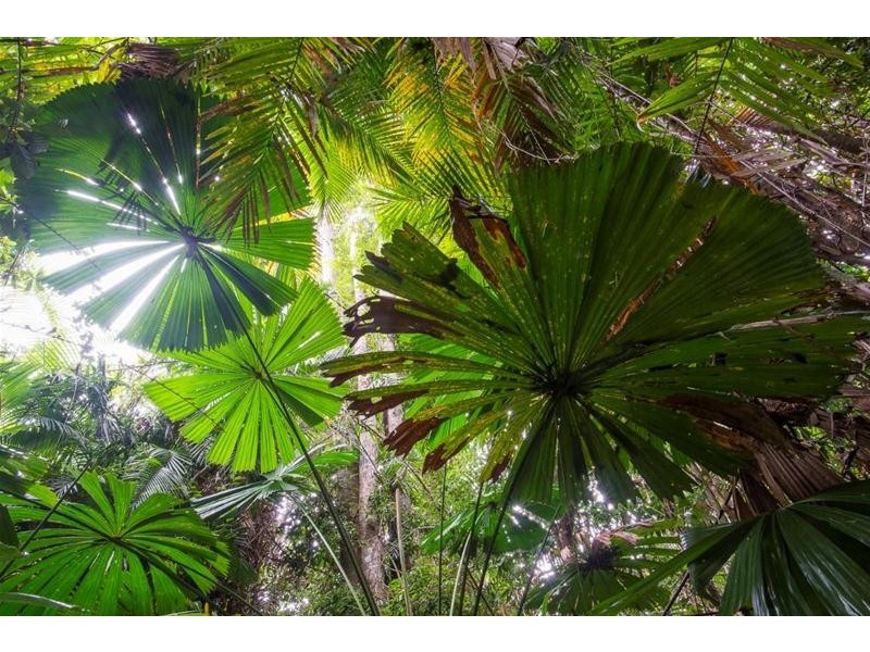 Lot 5, Lot 5 Hayter Road, Maria Creeks QLD 4855