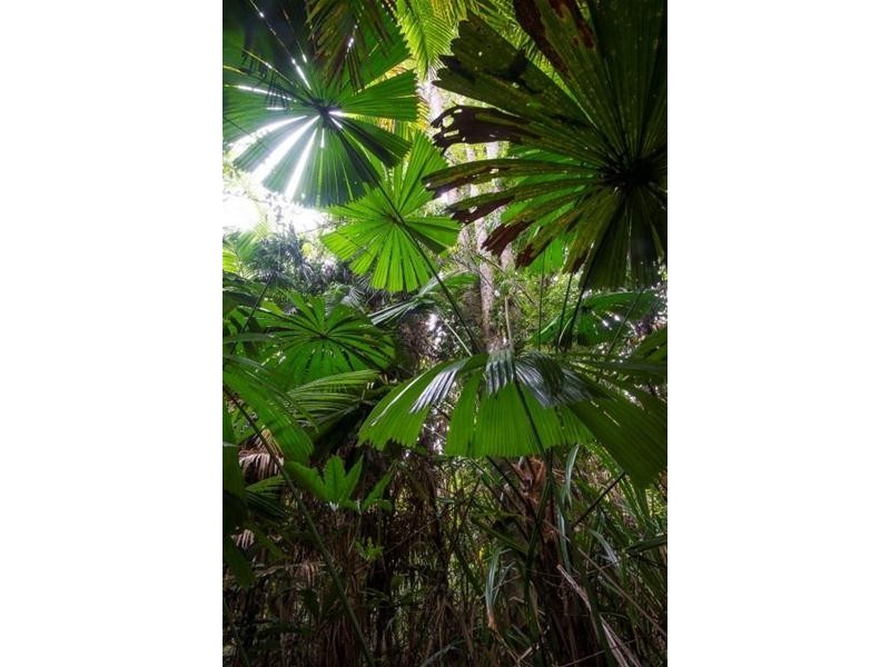 Lot 5, Lot 5 Hayter Road, Maria Creeks QLD 4855