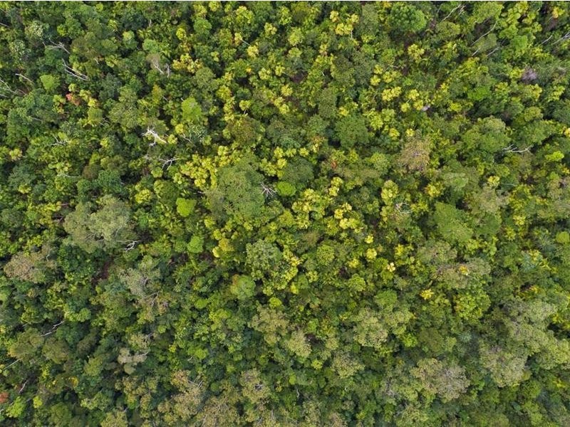 Lot 5, Lot 5 Hayter Road, Maria Creeks QLD 4855