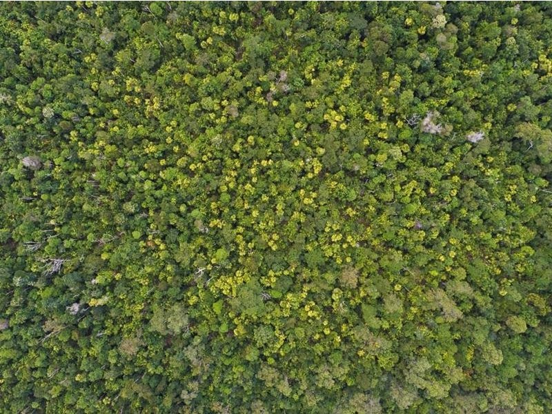 Lot 5, Lot 5 Hayter Road, Maria Creeks QLD 4855