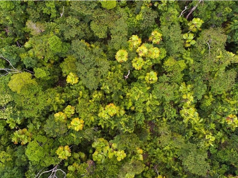 Lot 5, Lot 5 Hayter Road, Maria Creeks QLD 4855