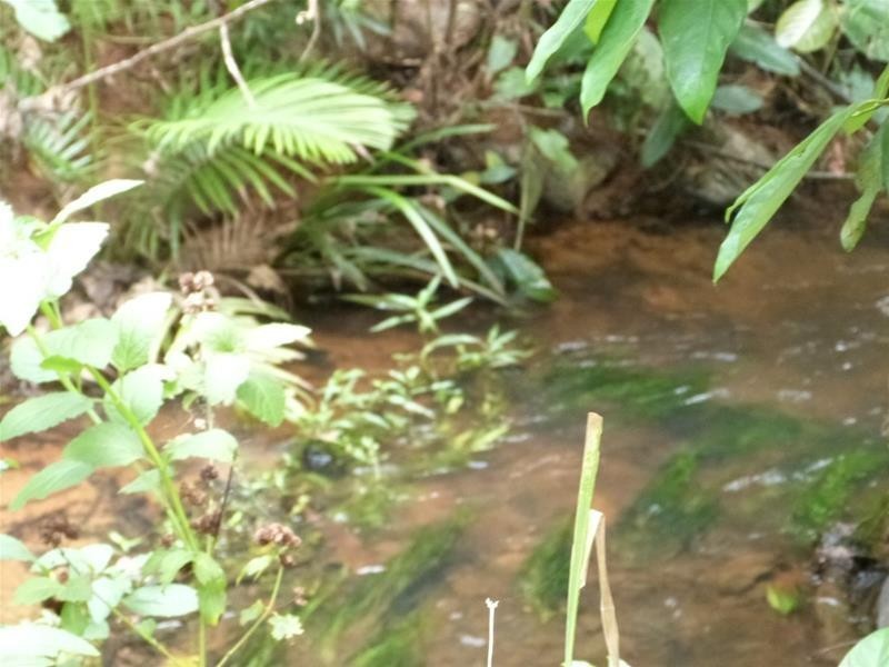 Lot 2 Lindsay Road, Carmoo QLD 4852