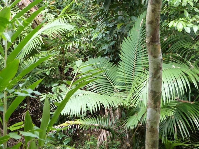 Lot 2 Lindsay Road, Carmoo QLD 4852