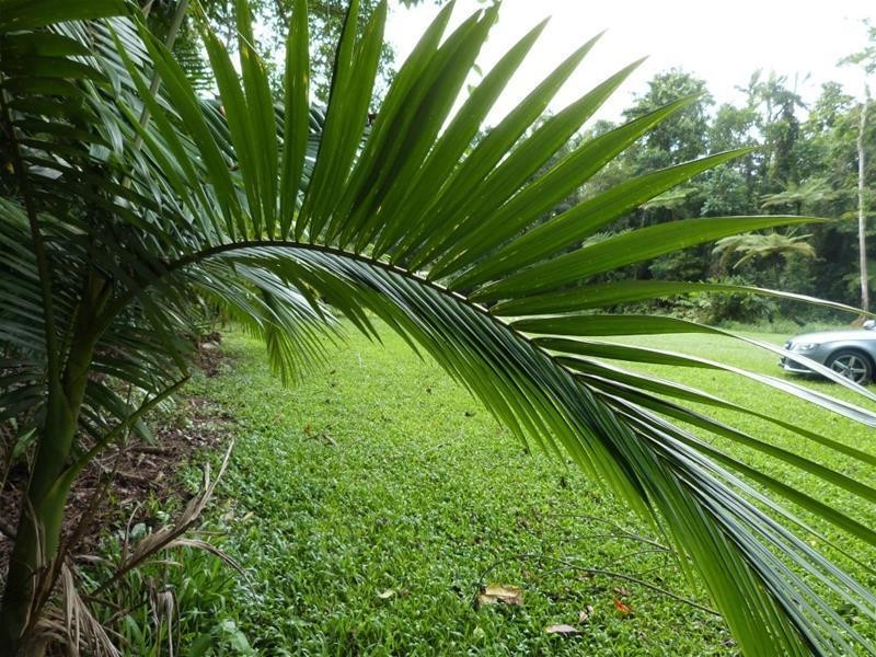 Lot 2 Lindsay Road, Carmoo QLD 4852