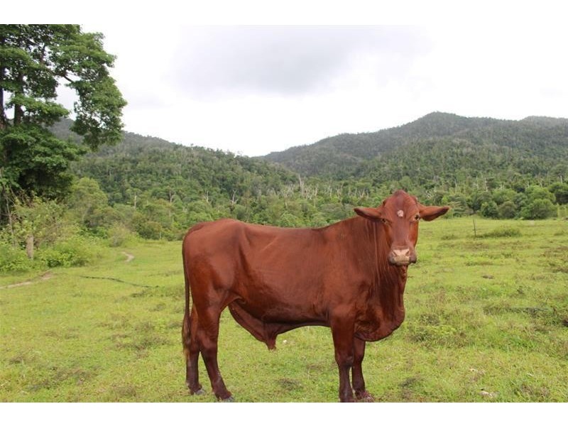 Lot 102 Old Tully Road, Feluga QLD 4854