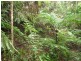 Lot 214, 256 Dixon Road, Mission Beach QLD 4852