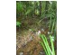 Lot 214, 256 Dixon Road, Mission Beach QLD 4852
