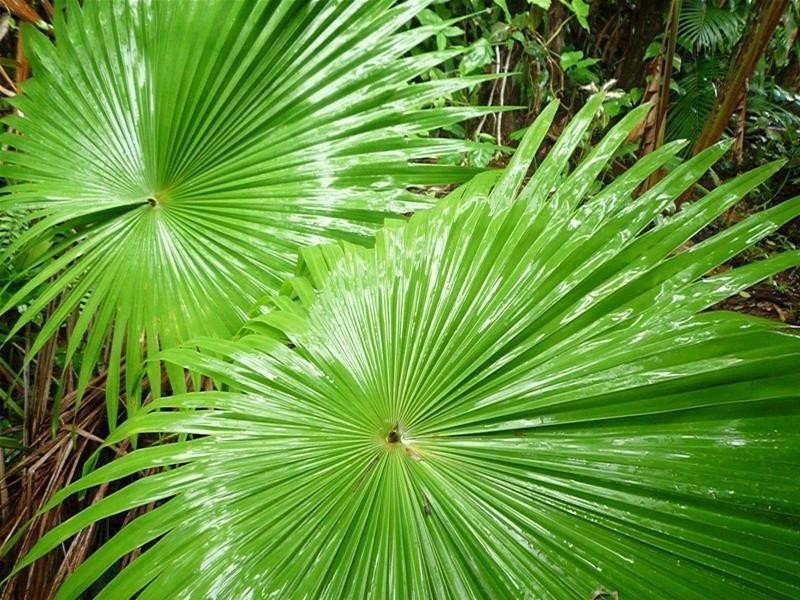 Lot 22, 22 Shore Street, Wongaling Beach QLD 4852