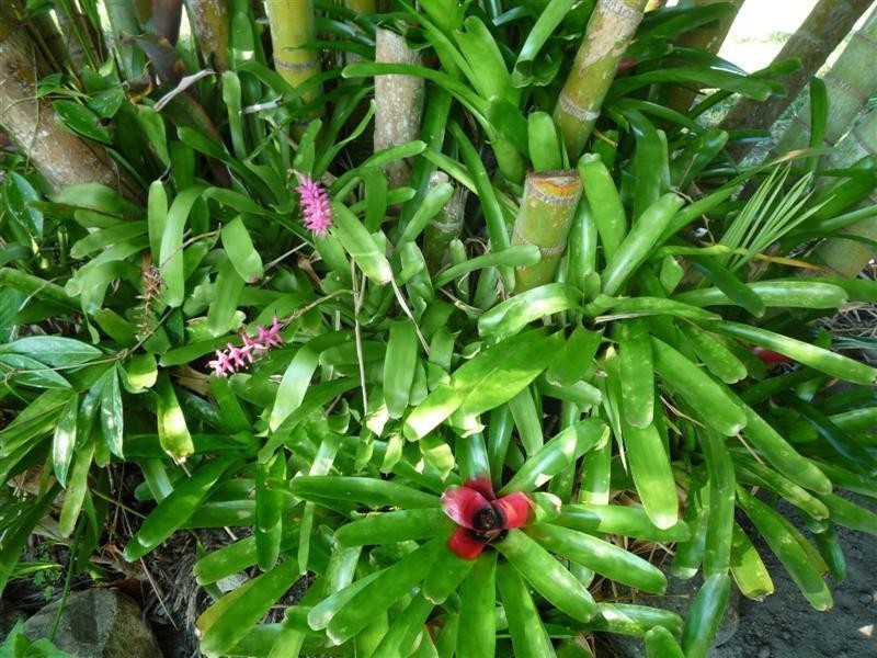 South Mission Beach QLD 4852