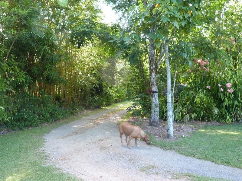 1245 Old Tully Road, El Arish QLD 4855