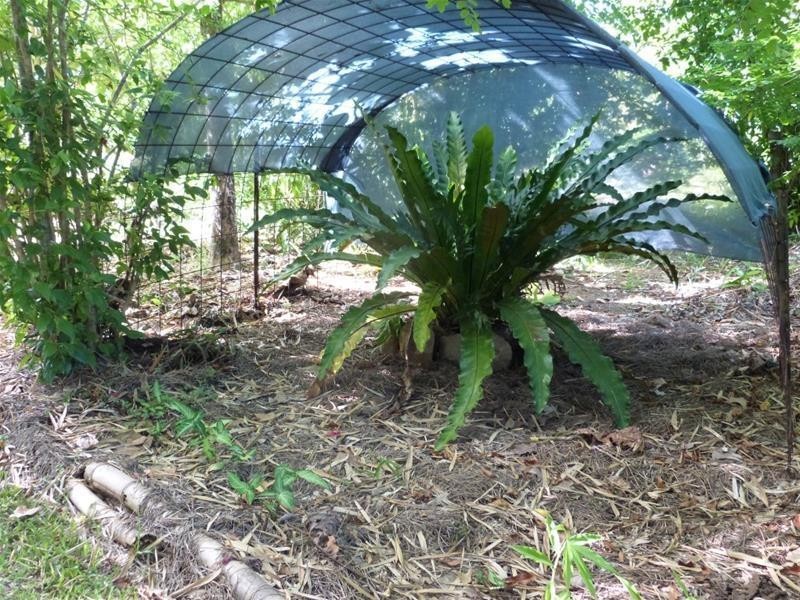 1245 Old Tully Road, El Arish QLD 4855