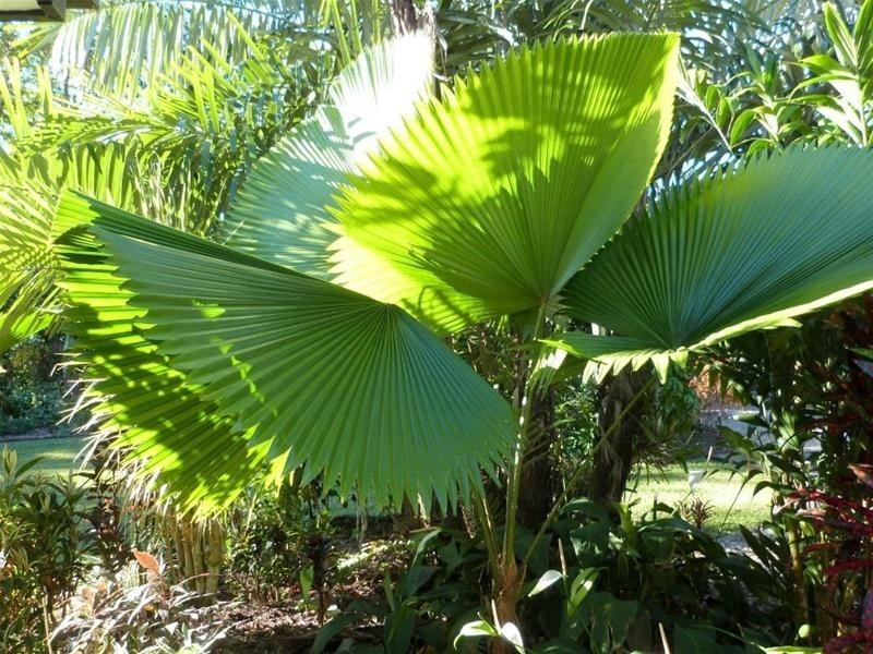 770 East Feluga Road, East Feluga QLD 4854