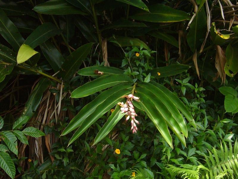 South Mission Beach QLD 4852