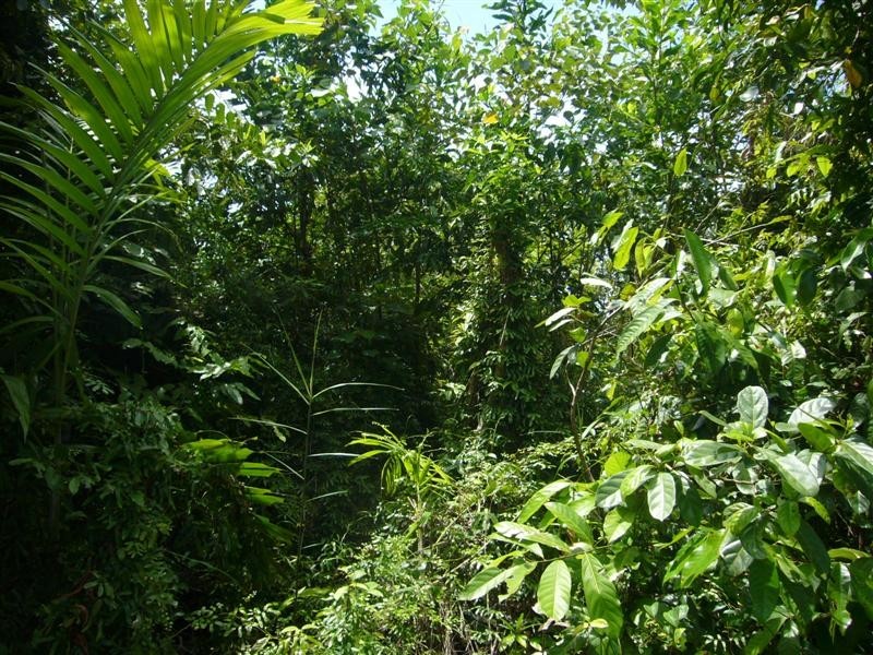 South Mission Beach QLD 4852