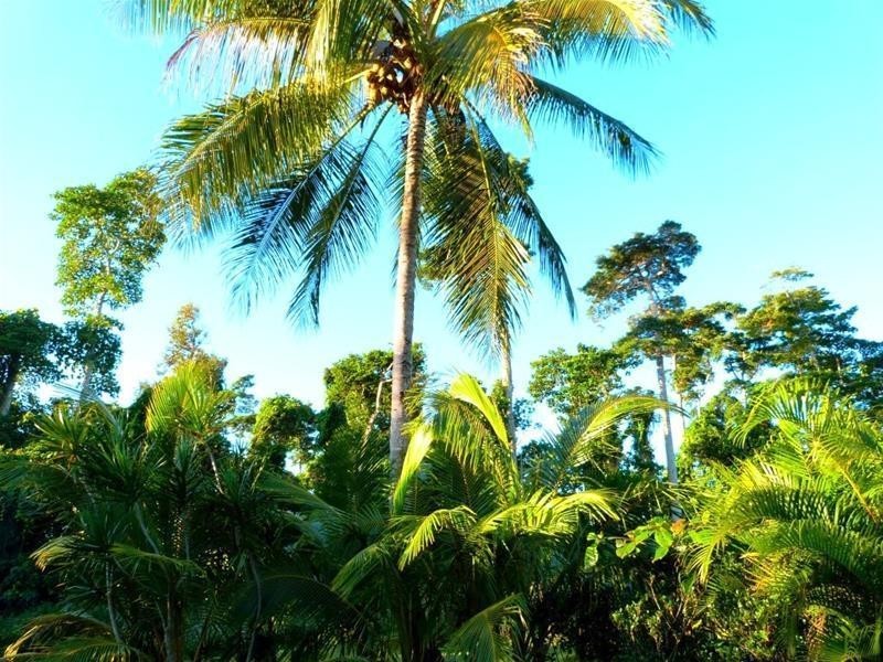 14 Yamala Close, Mission Beach QLD 4852