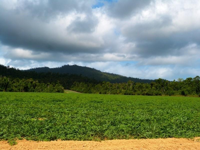 Lot/364 Cassowary Drive, El Arish QLD 4855