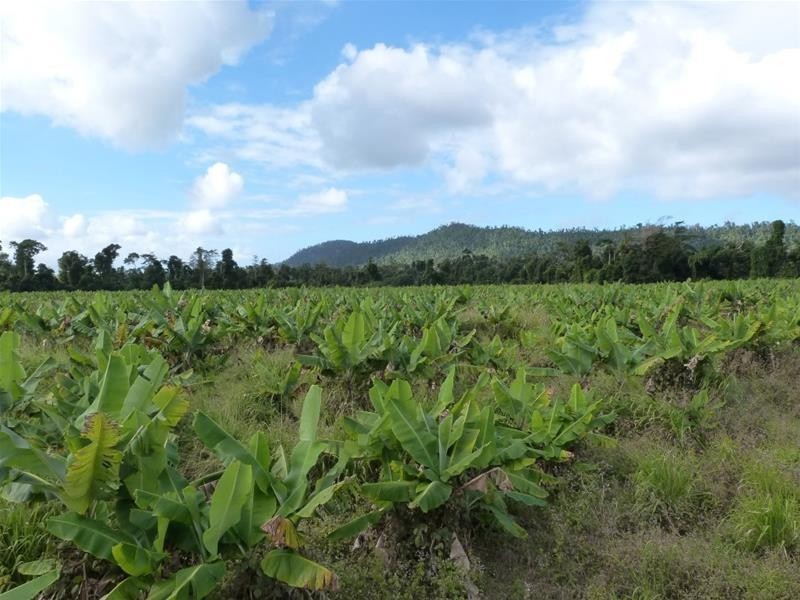 Lot/364 Cassowary Drive, El Arish QLD 4855