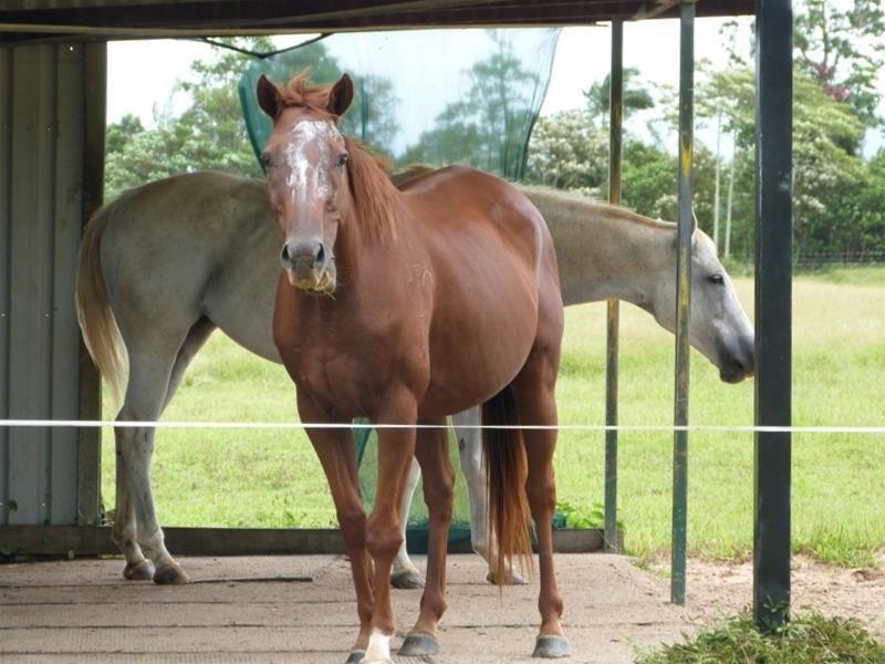 252 East Feluga Road, East Feluga QLD 4854