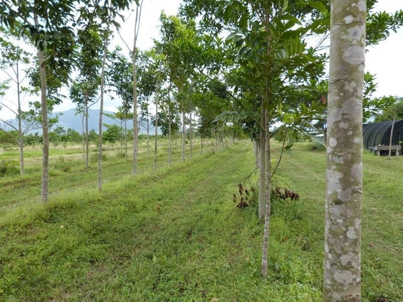 252 East Feluga Road, East Feluga QLD 4854