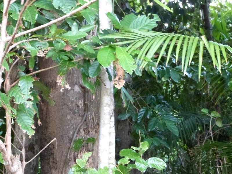 Lot L50, 84 Cutten Street, Bingil Bay QLD 4852