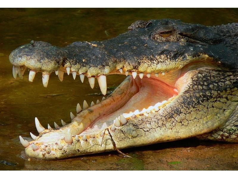 7 Mary Street, Silkwood QLD 4856