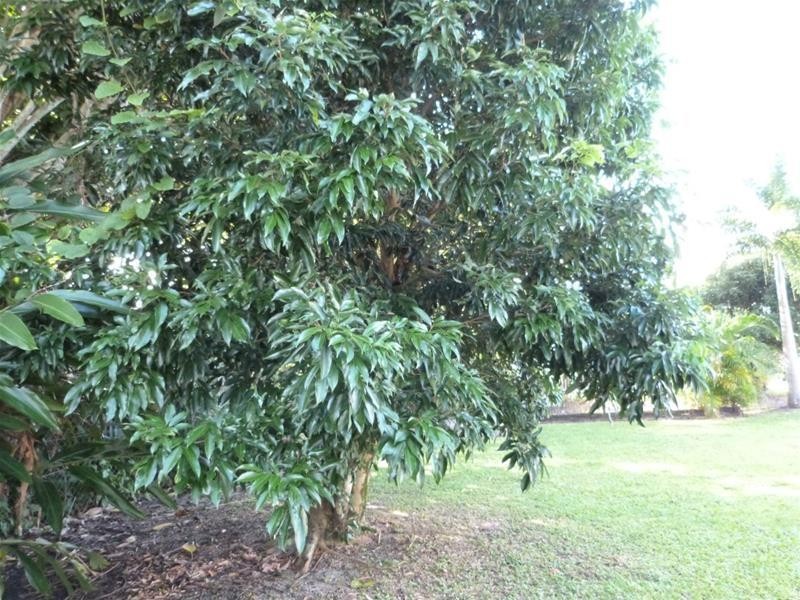 3 Wilson Street, El Arish QLD 4855