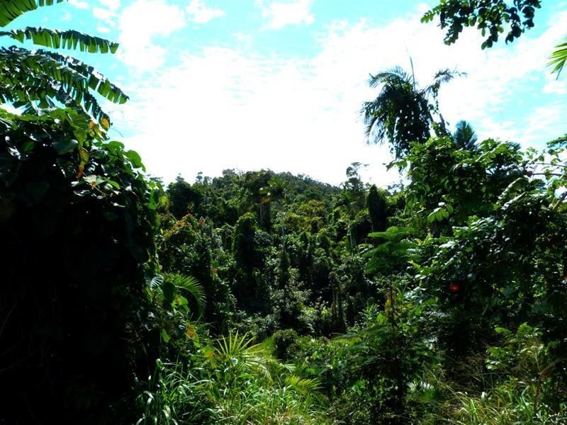 19 Bingil Bay Road, Bingil Bay QLD 4852