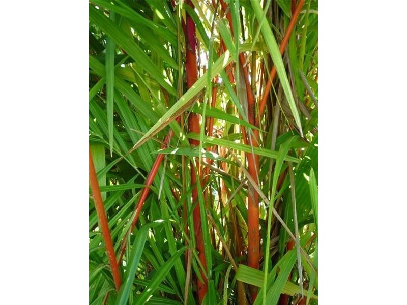 137 Reid Road, Wongaling Beach QLD 4852