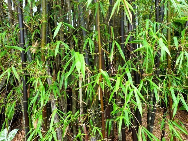 19 MJV McNamara Close, Bulgun QLD 4854