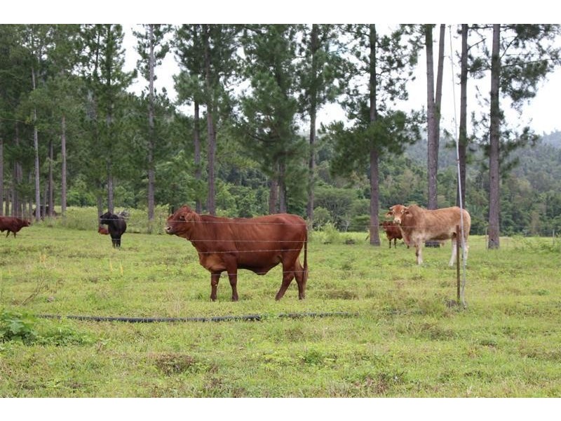 Lot 102, Lot 102 Old Tully Road, Feluga QLD 4854