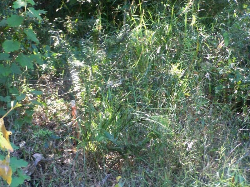 15 Maple Terrace, Tully QLD 4854