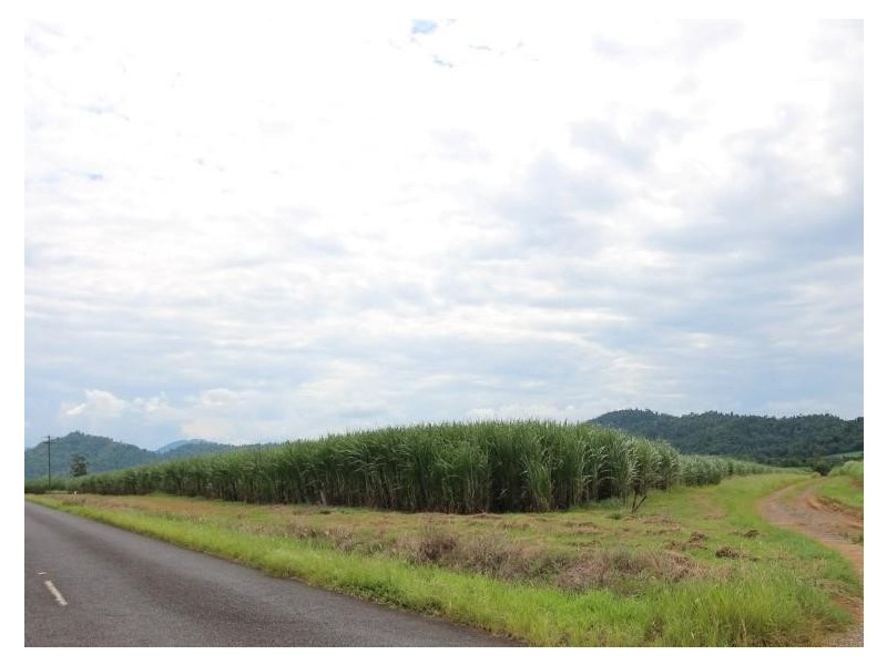 2098 Innisfail-Japoon Road, Bombeeta QLD 4871