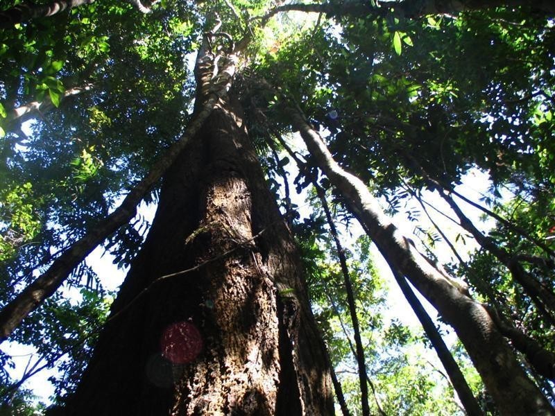 Lot 401, Lot 401 Breadfruit Road, Granadilla QLD 4855