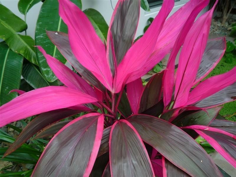 8 Koda Street, Wongaling Beach QLD 4852