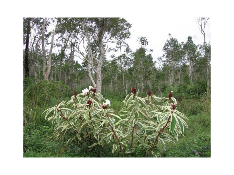 742 East Feluga Road, East Feluga QLD 4854