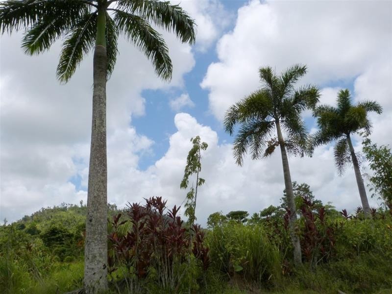 Lot 3, 3 Shell Pocket Road, El Arish QLD 4855