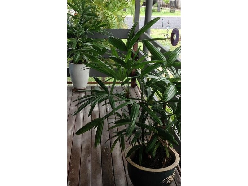 16 Holland Street, Wongaling Beach QLD 4852