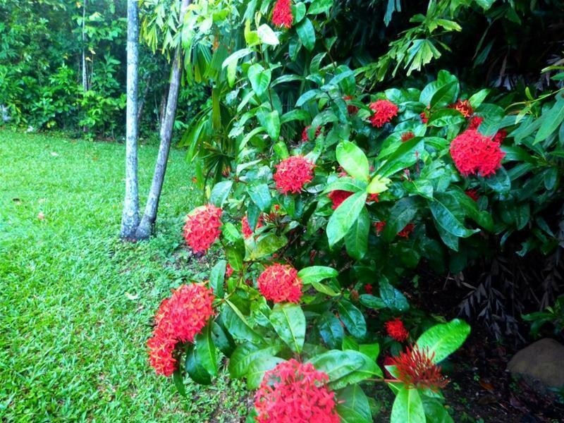 32 Bingil Bay Road, Bingil Bay QLD 4852