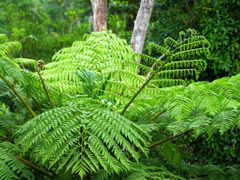 Lot 209 , 209 Dixon Road, El Arish QLD 4855