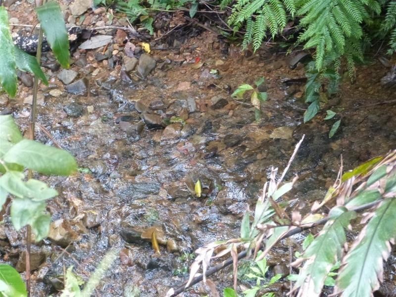 Lot 209 , 209 Dixon Road, El Arish QLD 4855